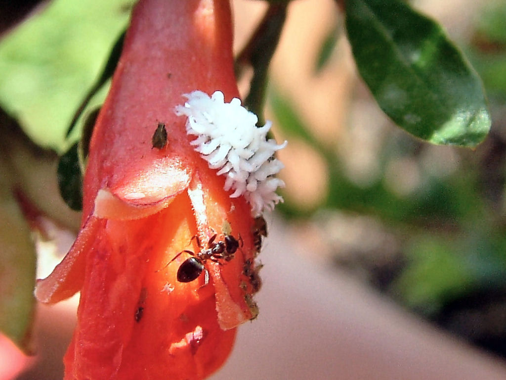 Afidi, formiche e.... larva di Coccinellidae in predazione